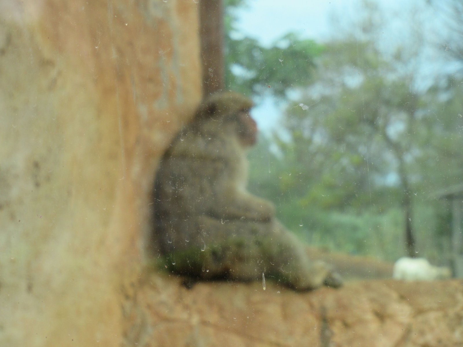 Singe brun assis au zoo de Rabat au Maroc