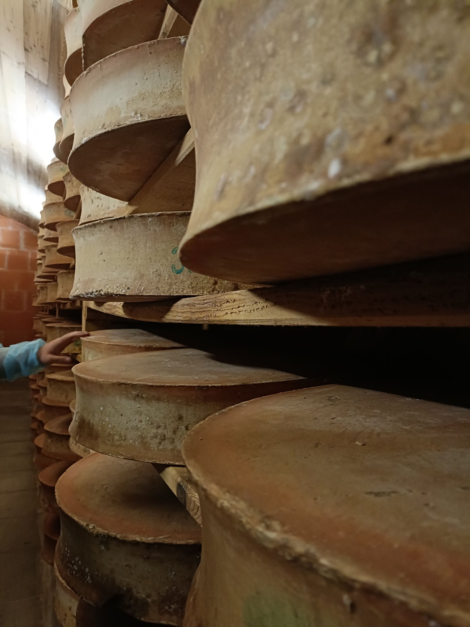 De meules de fromage dans une cave d'affinage, photo gratuite