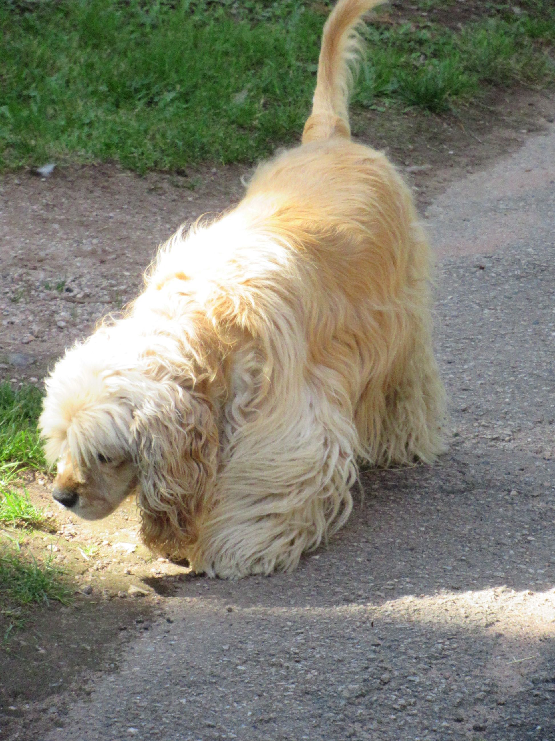 Chien cocker poilu en promenade
