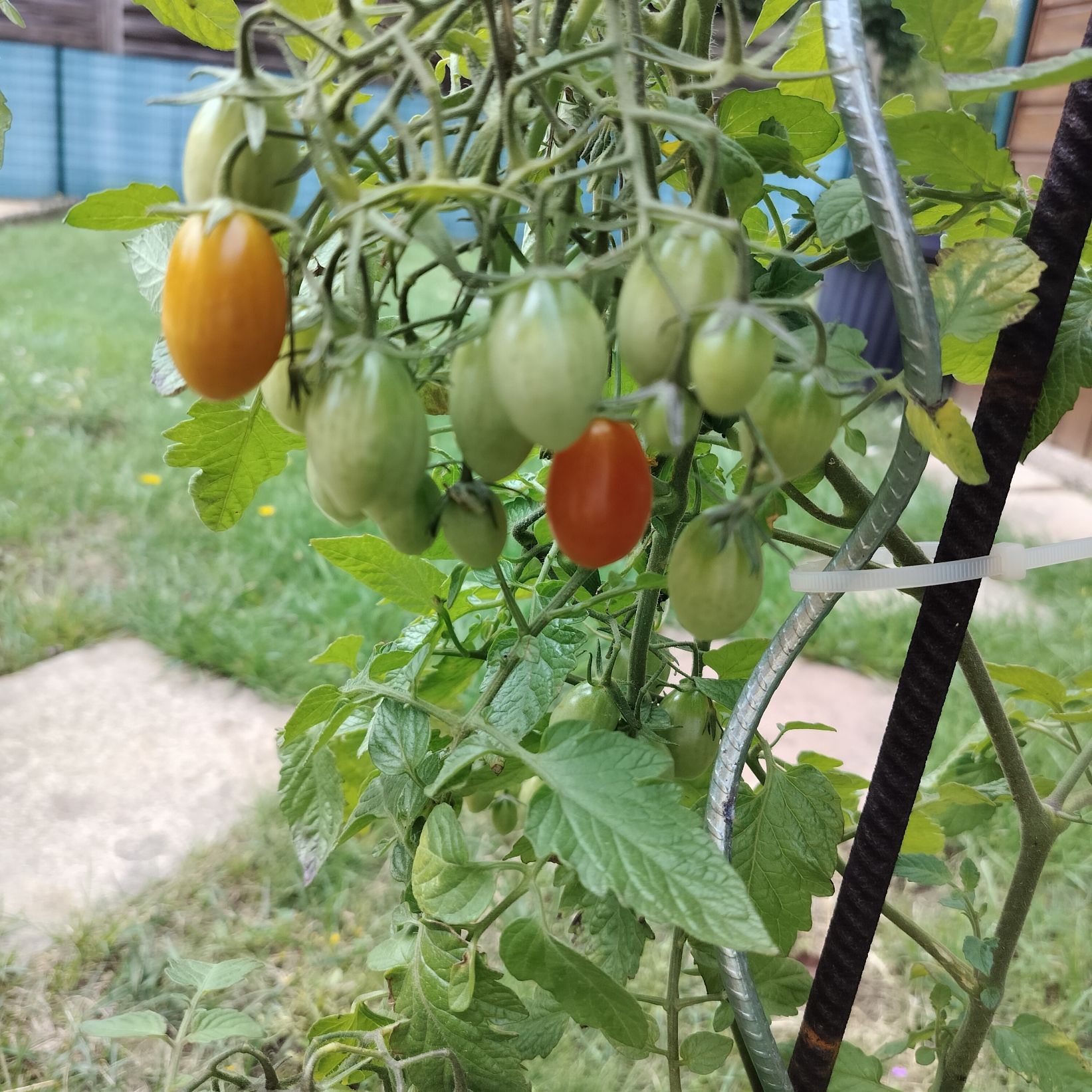 Plants de tomates cerises colorées dans un jardin