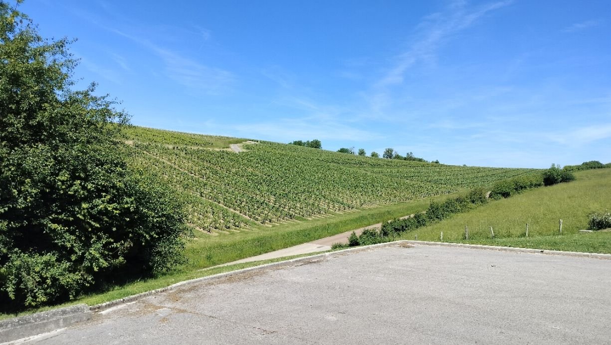 Paysage typique de vignoble vallonné, photo gratuite