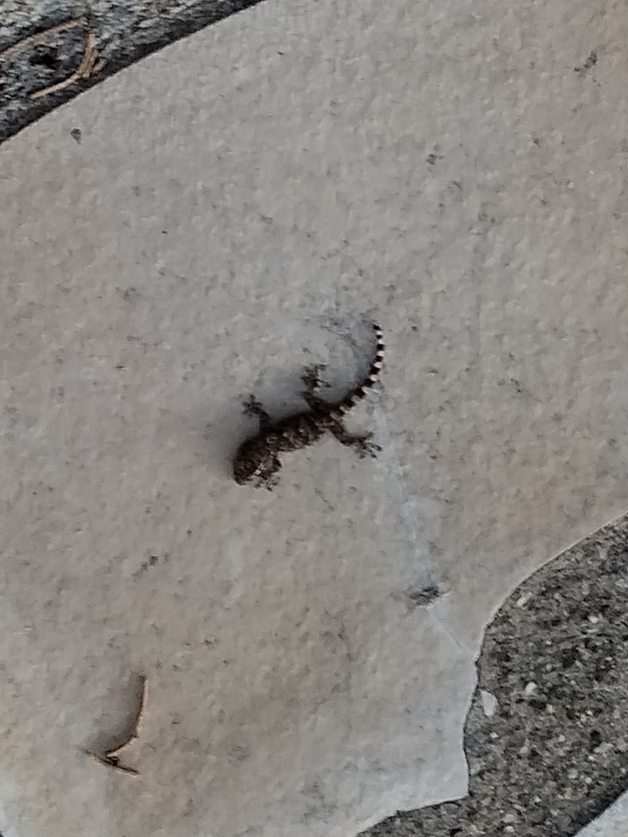 Un Gecko domestique, photo gratuite