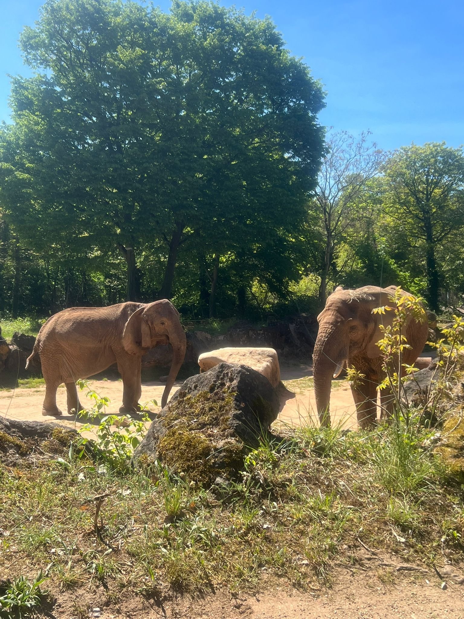 Eléphants, Zoo d'Amneville, Moselle, Lorraine, photo gratuite