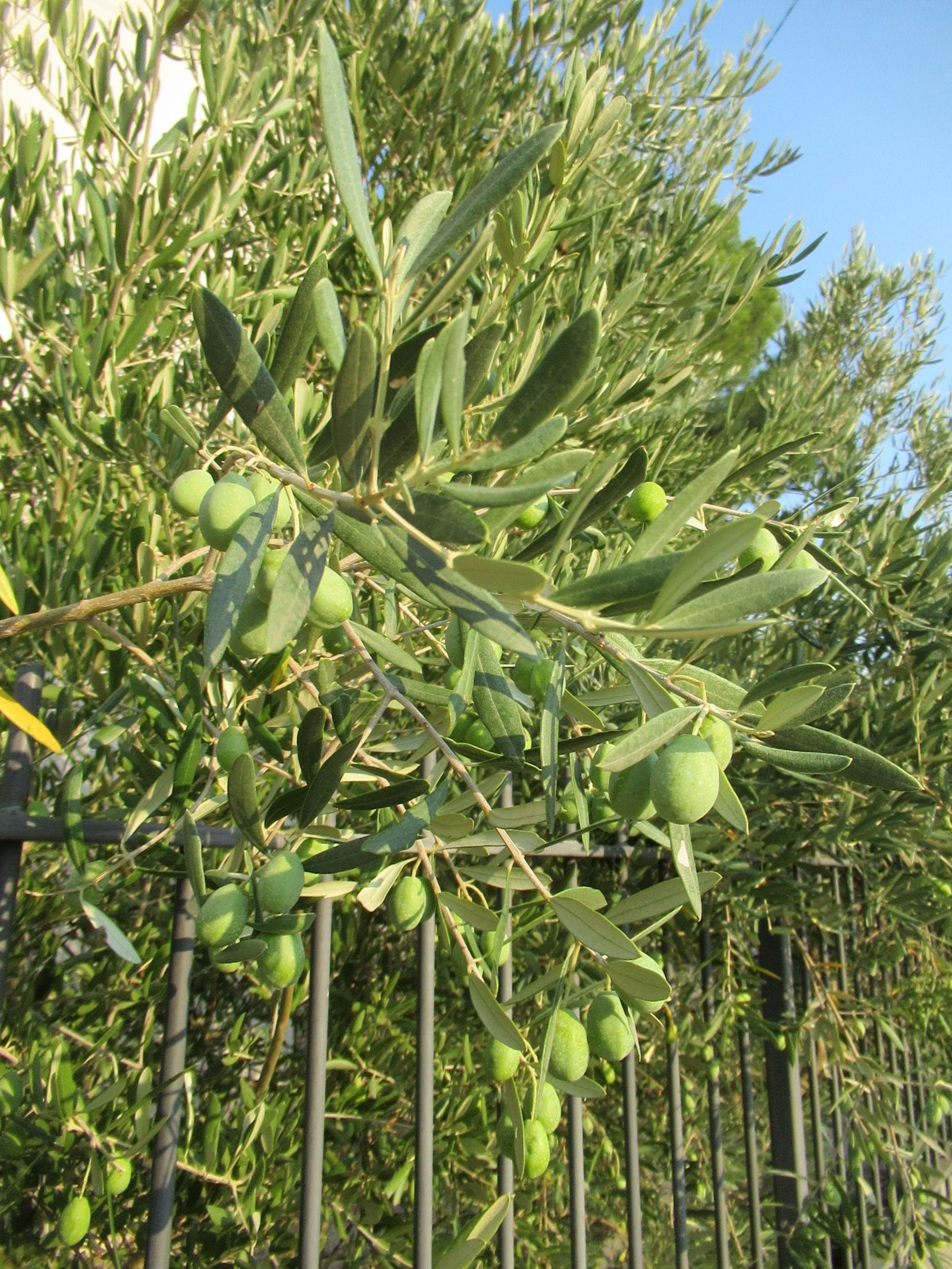 Un olivier, photo gratuite