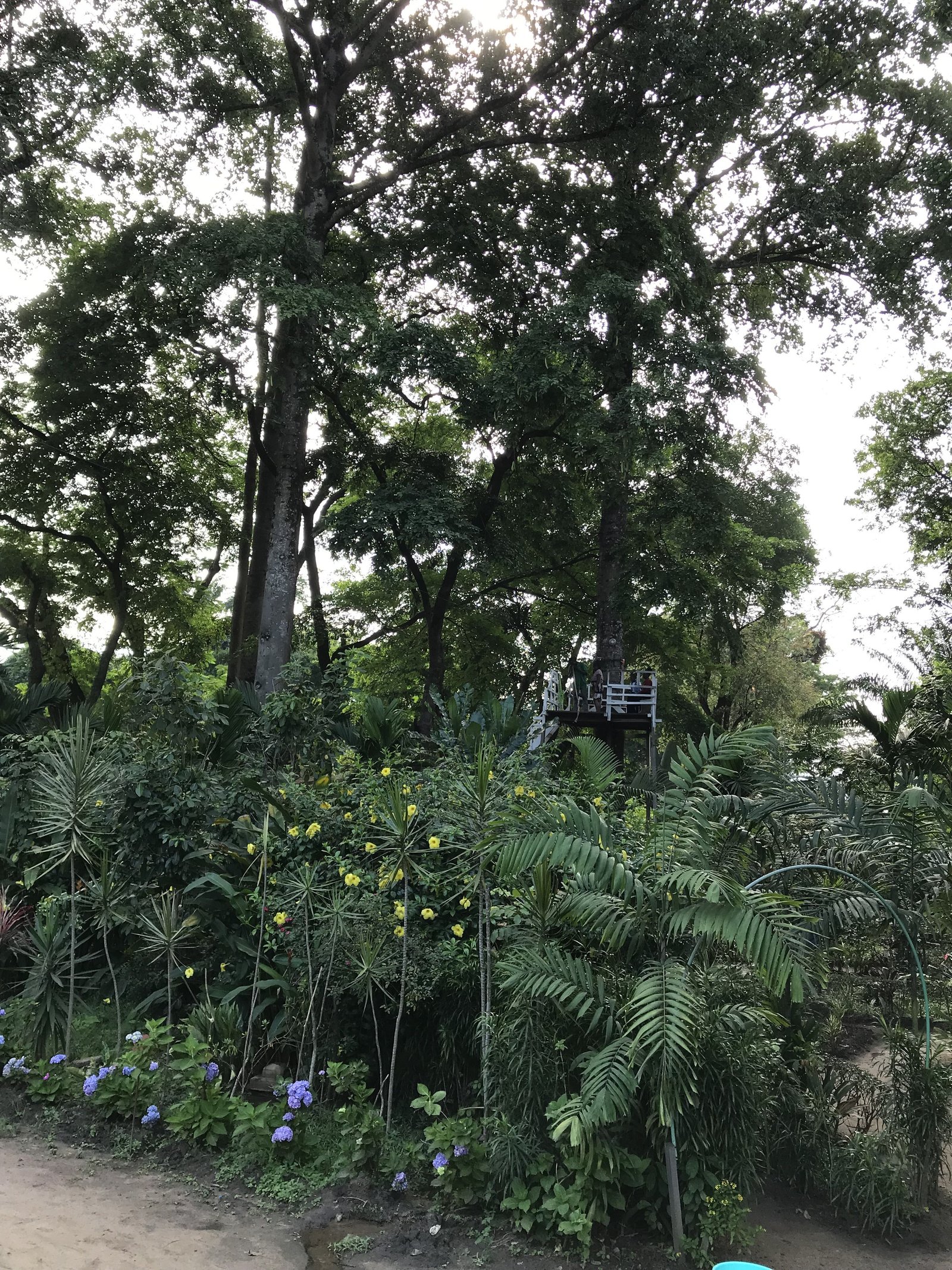 Un jardin des diverses plantes photo gratuite