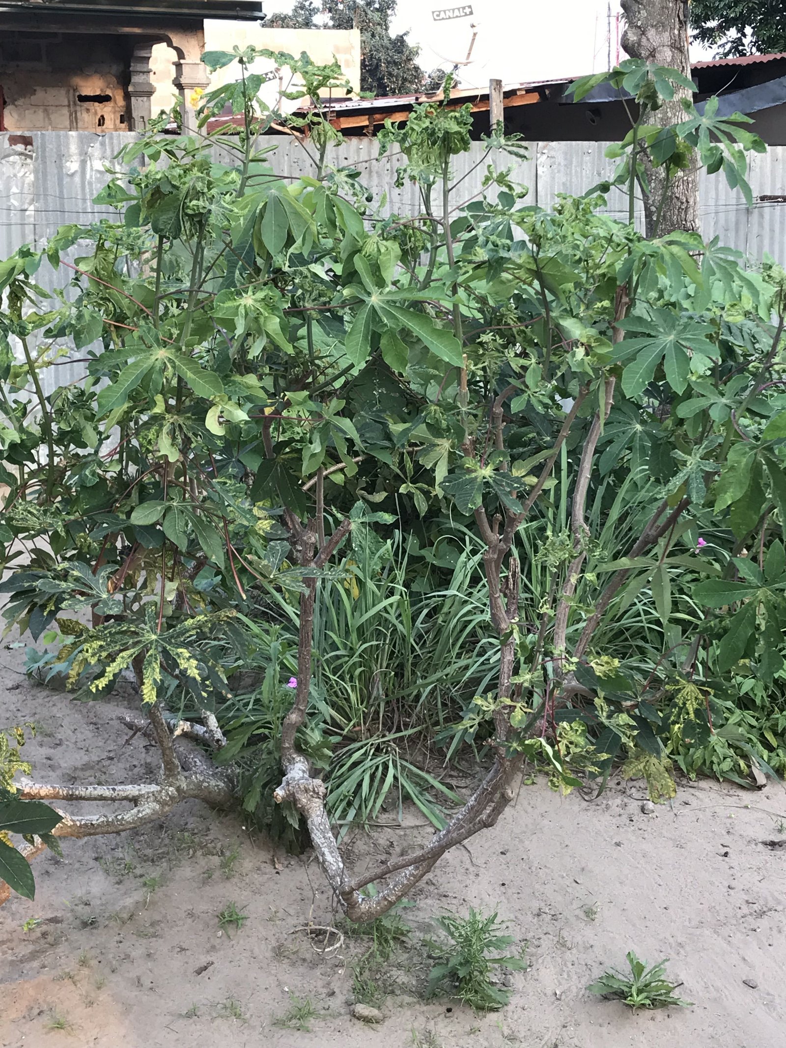 Arbre de manioc photo gratuite