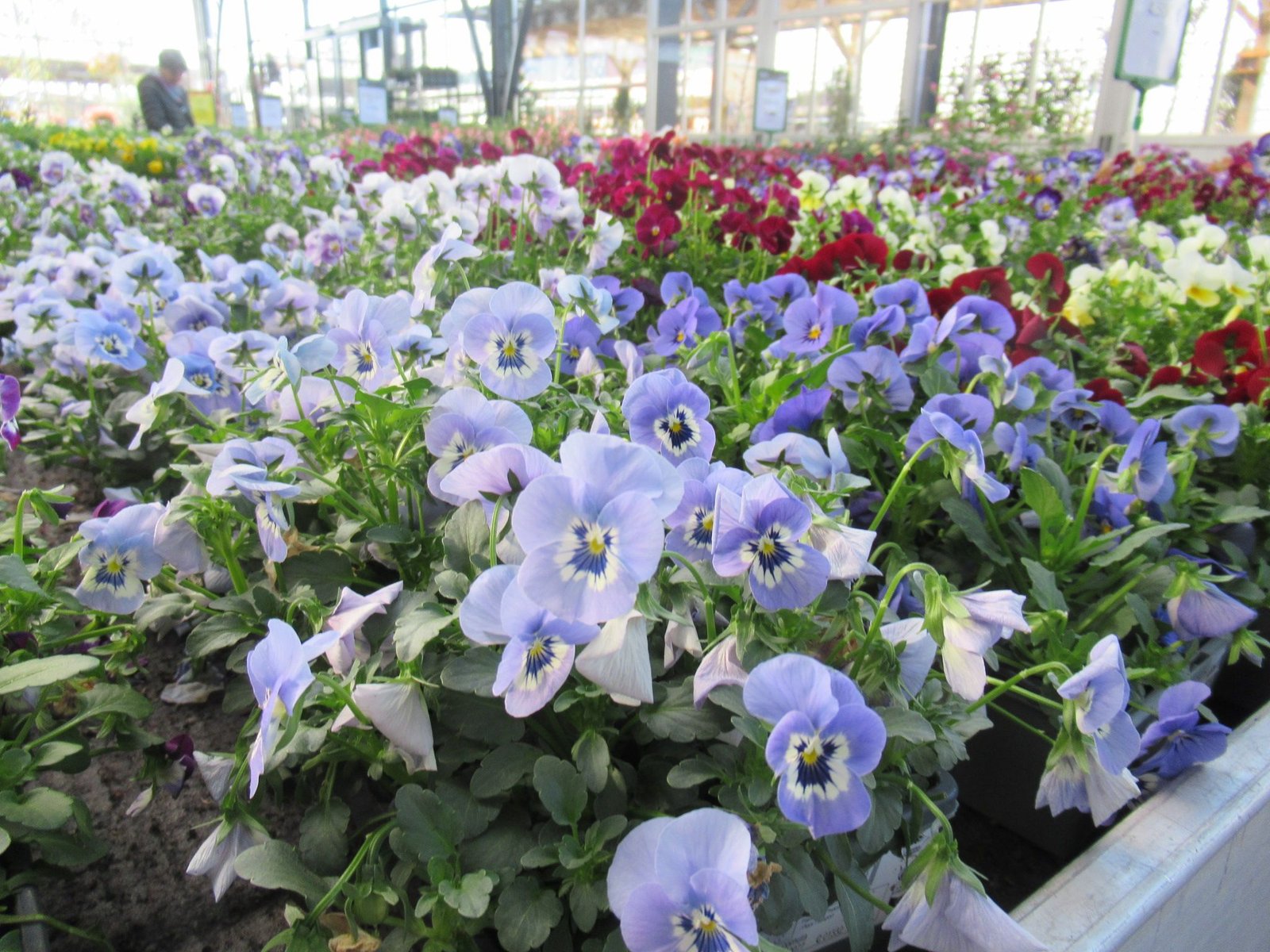 Plantes cultivées en serre, pensées pour la vente, photo gratuite