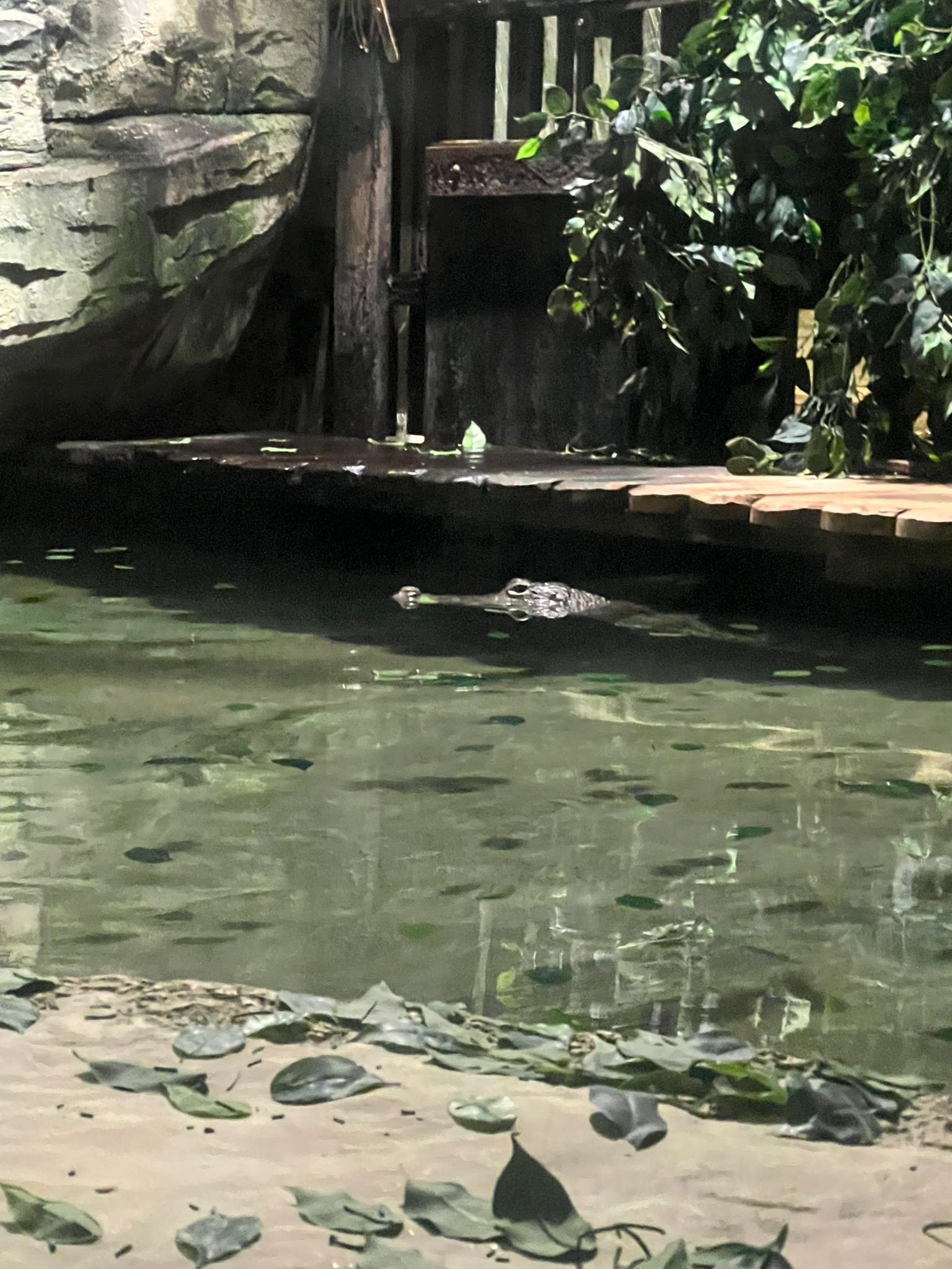 Crocodile, Zoo d'Amneville, Moselle, Lorraine, photo gratuite