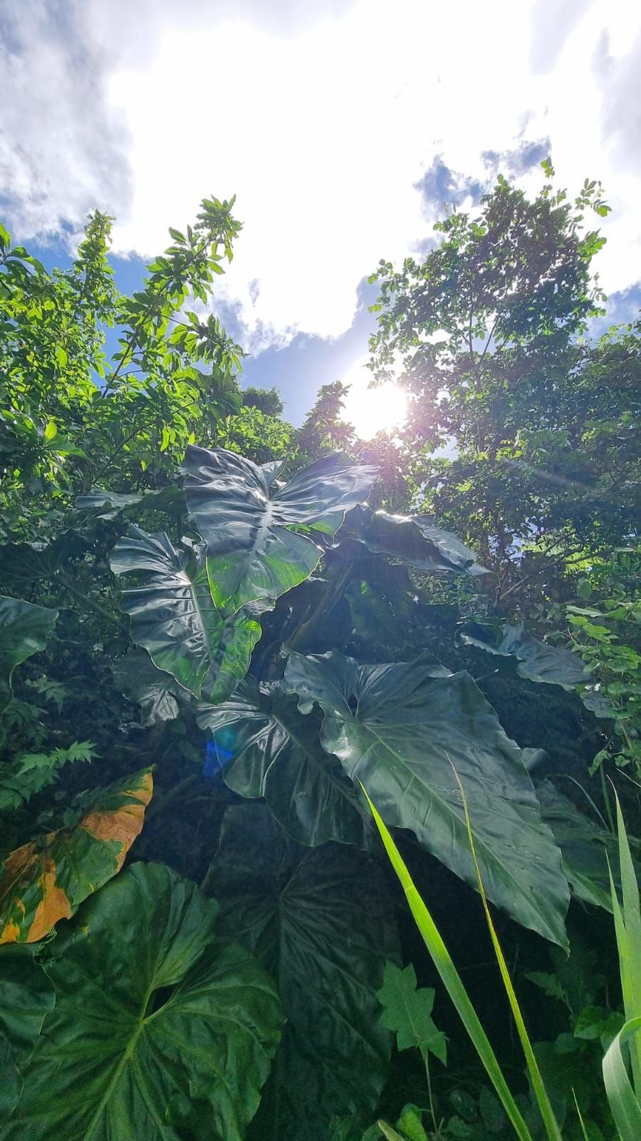 Giant leaves in tropical nature free photo - Hojas gigantes en la naturaleza tropical. Foto gratis.