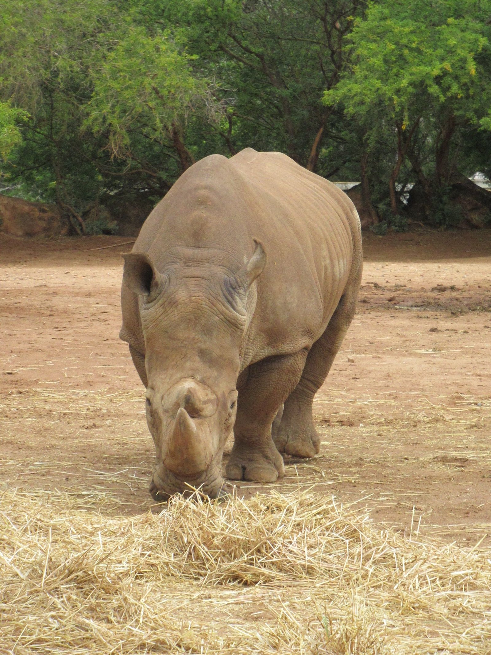 Rhinocéros broutant de l'herbe au zoo de Rabat