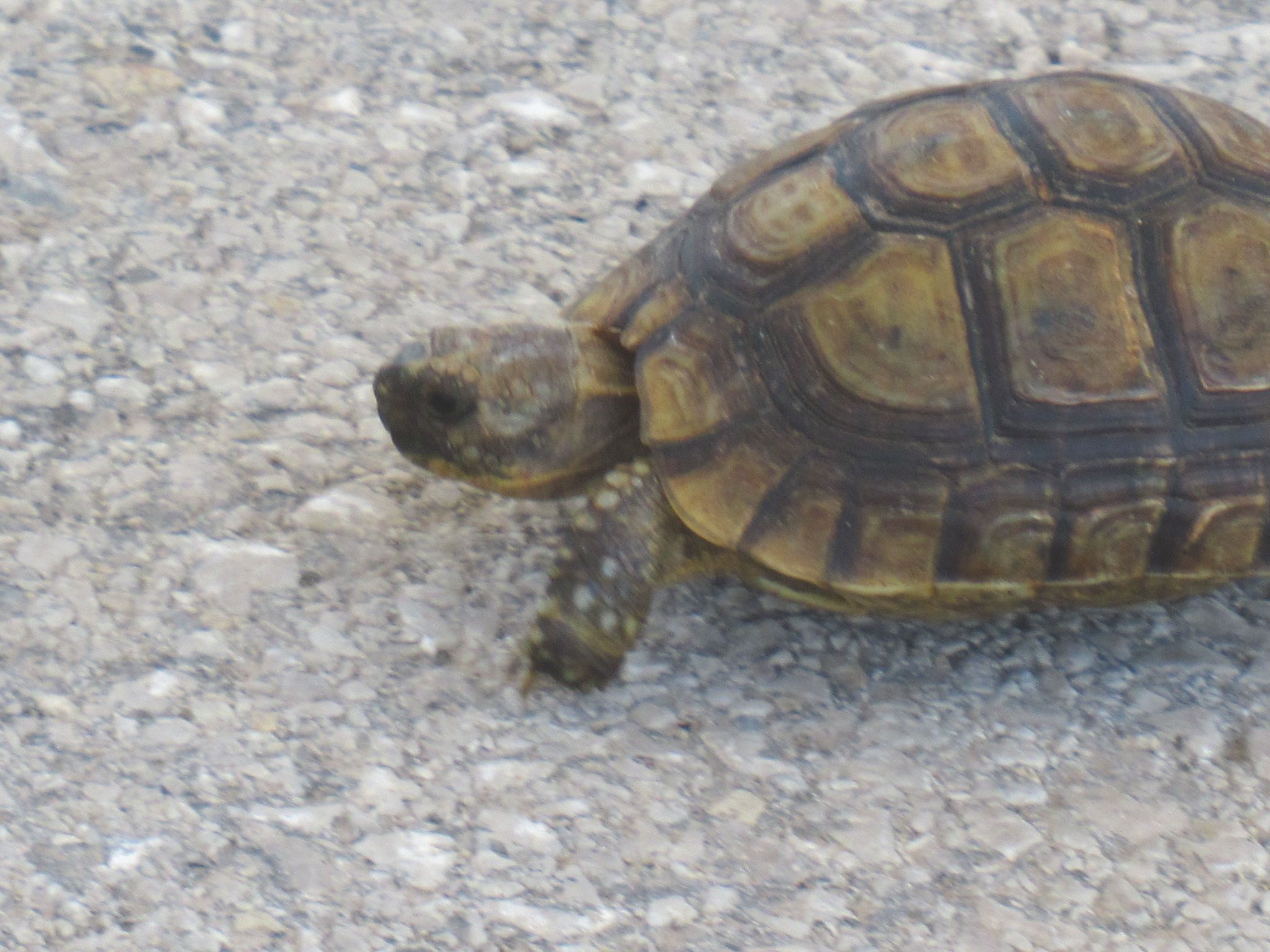 Free stock photo of turtle on asphalt, animals, nature, discovery
