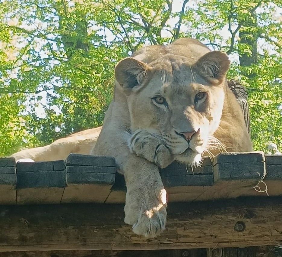 Lionne, Zoo d'Amnéville, Lorraine, Moselle, photo gratuite