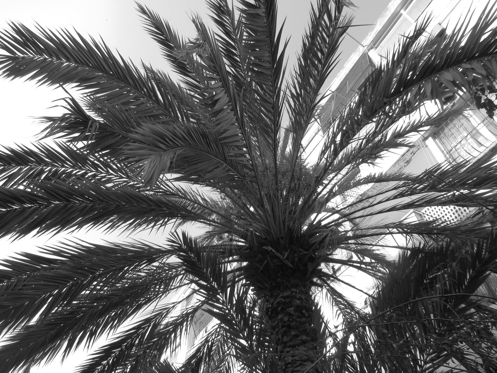 Palm tree free photo