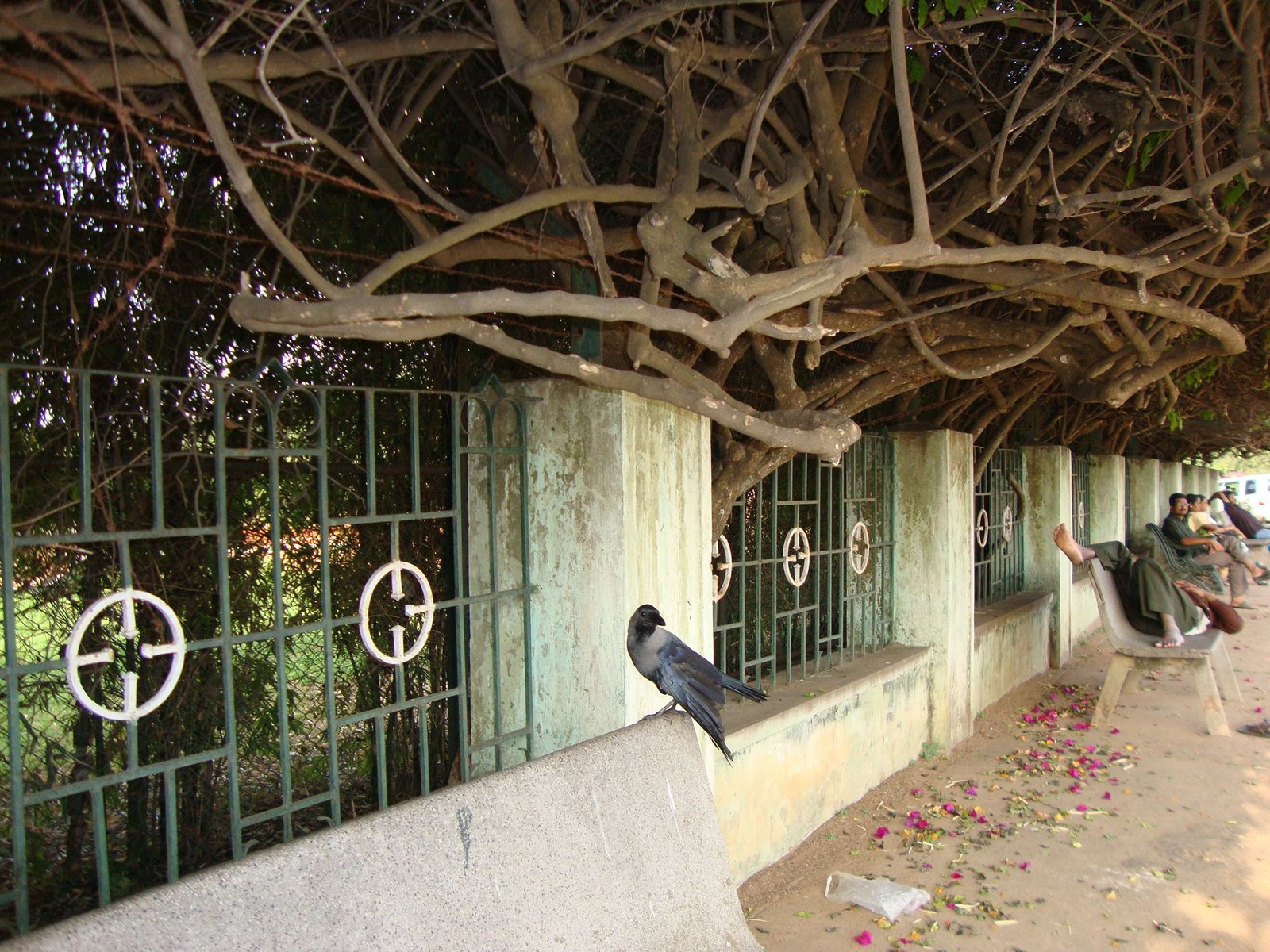Des personnes assises sur des bancs à l'ombre d'un grand arbre aux racines apparentes, un corbeau, photo gratuite
