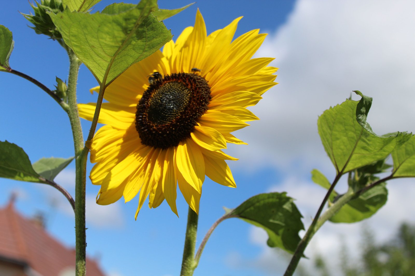 Une fleur tournesol, photo gratuite