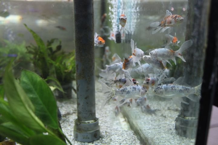 Aquarium peuplé de petits poissons argentés avec des touches de noir et d’orange, des poissons comètes photo gratuite