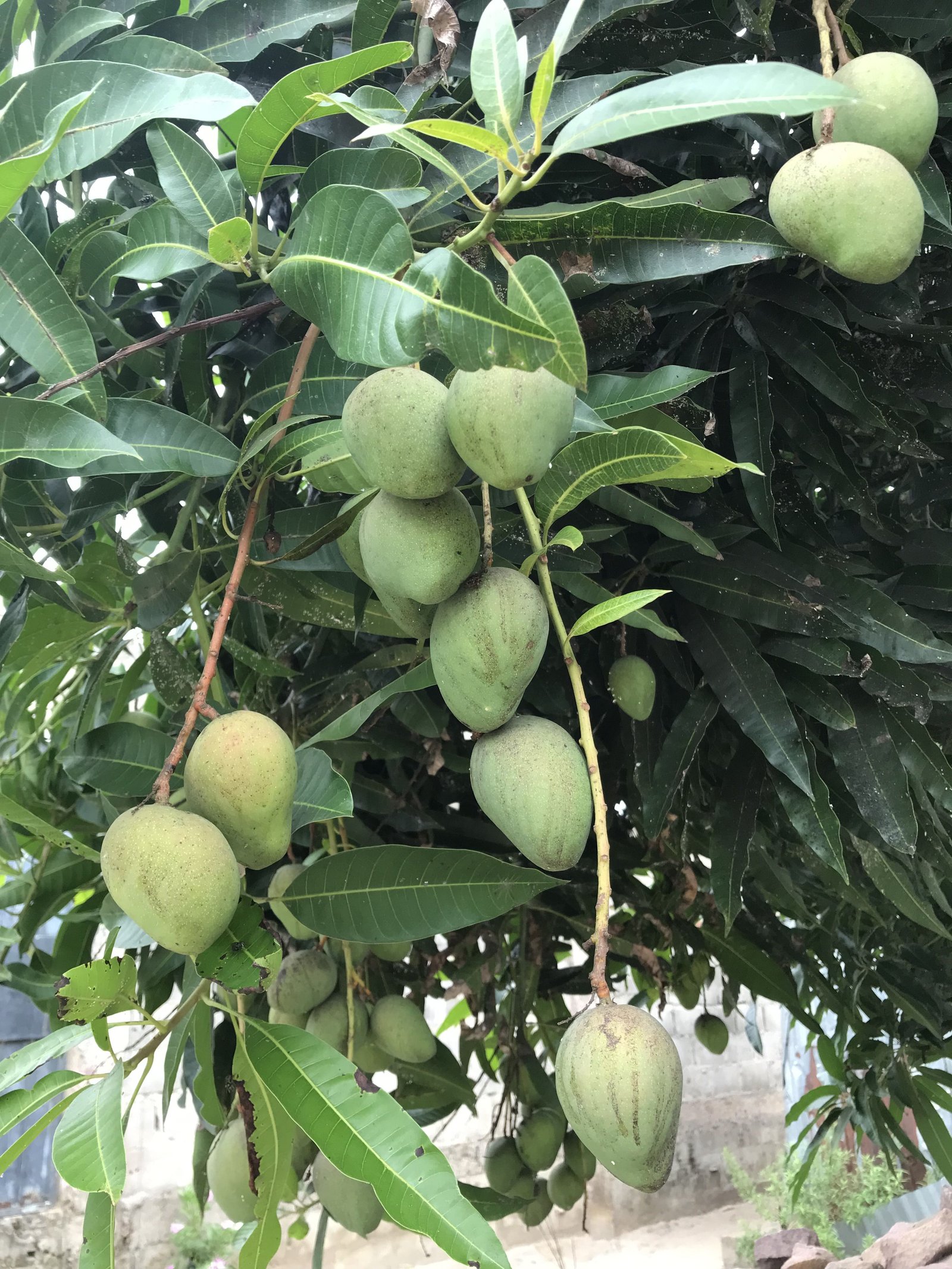 Un manguier chargé des mangues photo gratuite