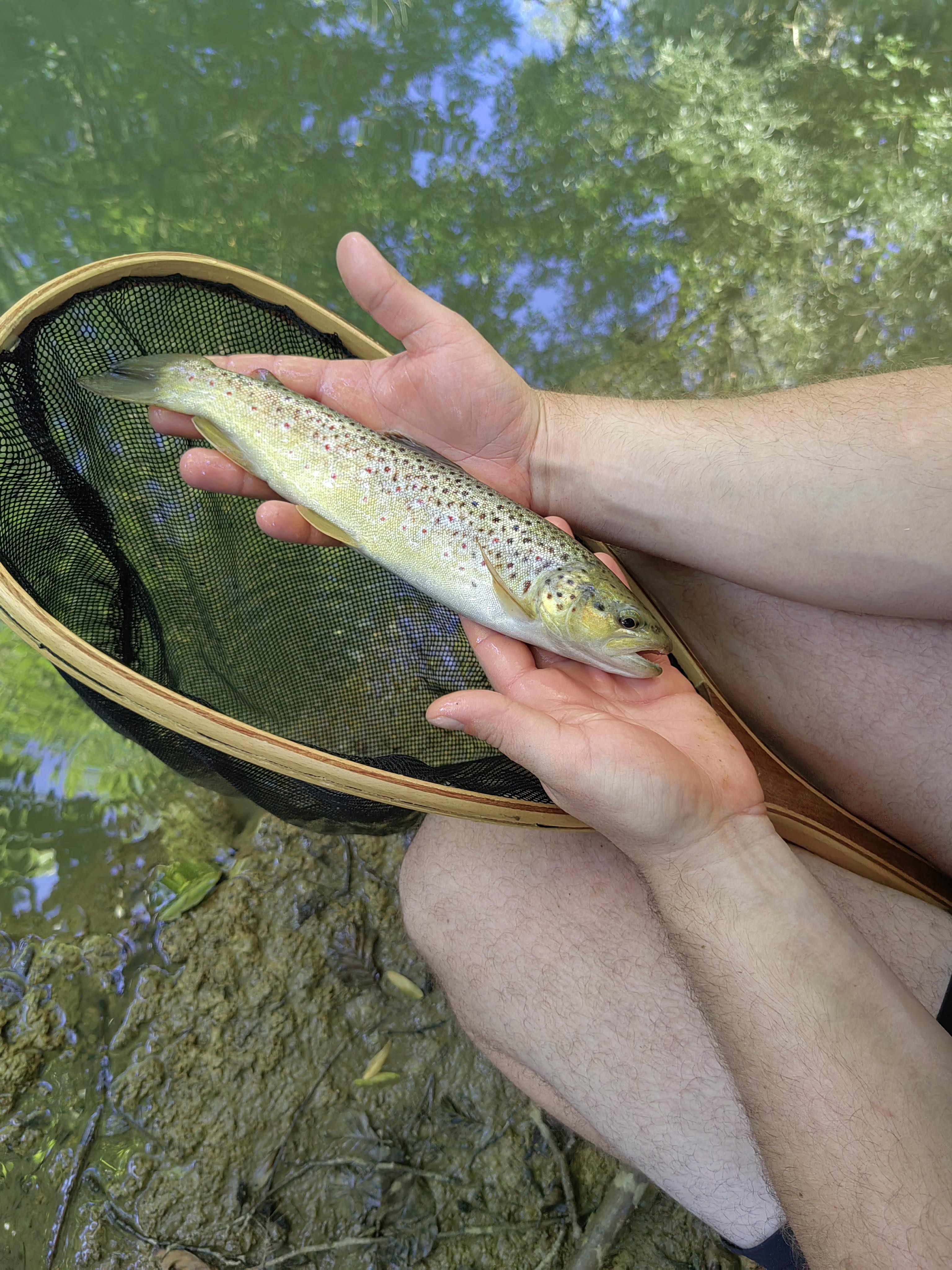 Homme tenant une truite fraîchement pêchée avec un havenet poisson