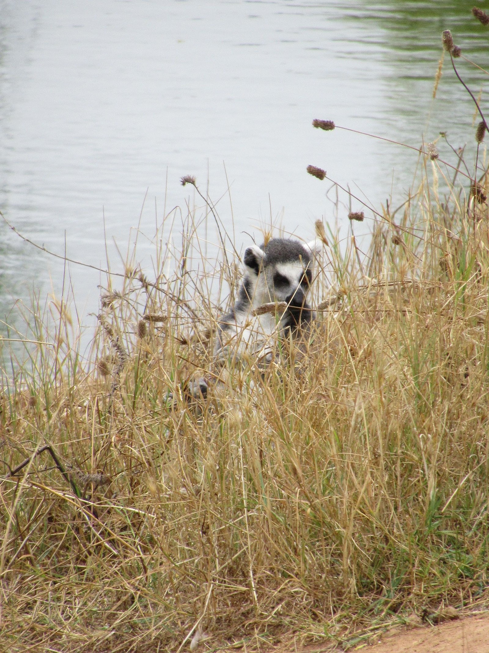 Lémurien dans les herbes sèches au zoo de Rabat au Maroc