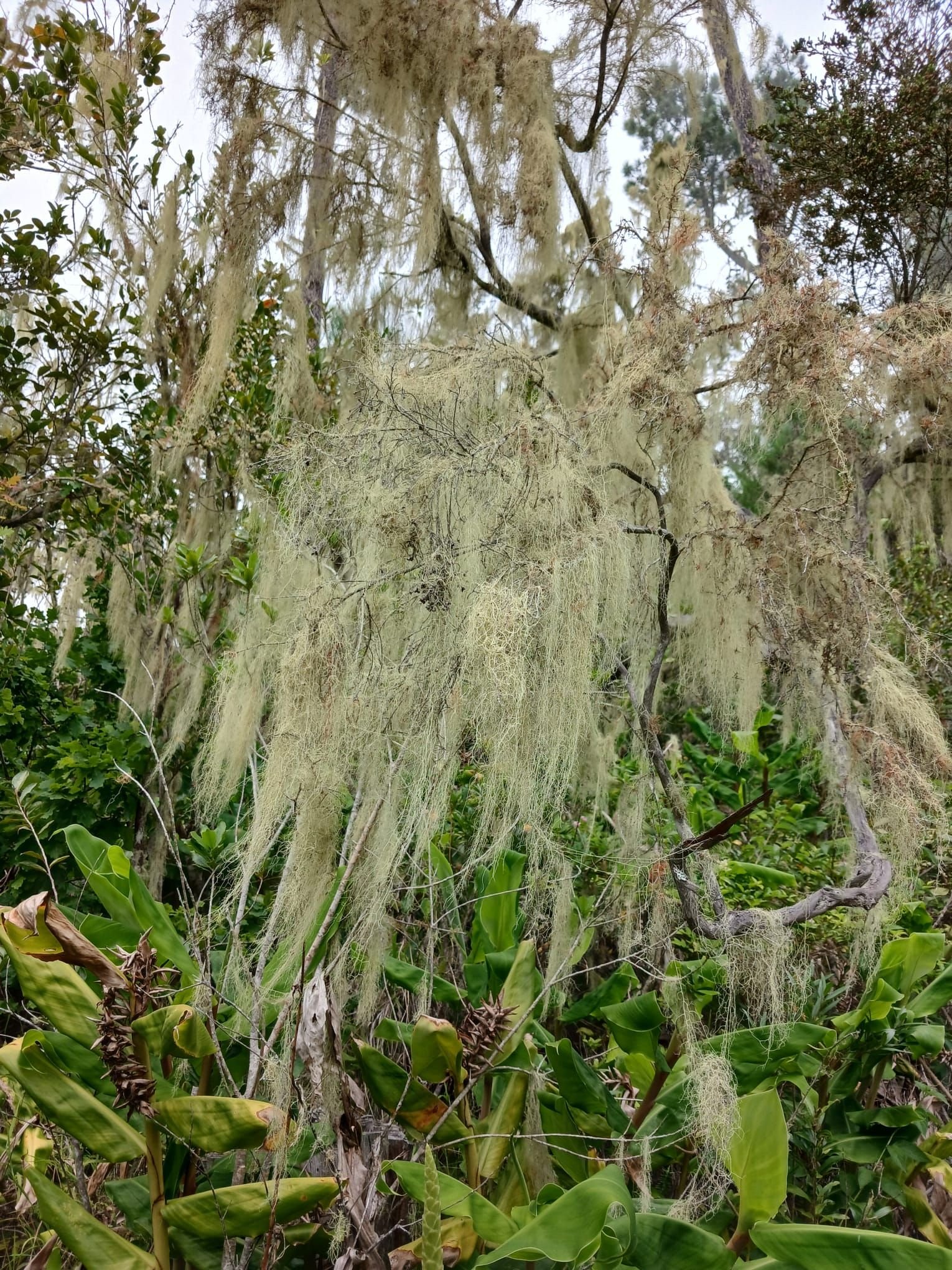 Tillandsia usneoides, une plante épiphyte, photo gratuite