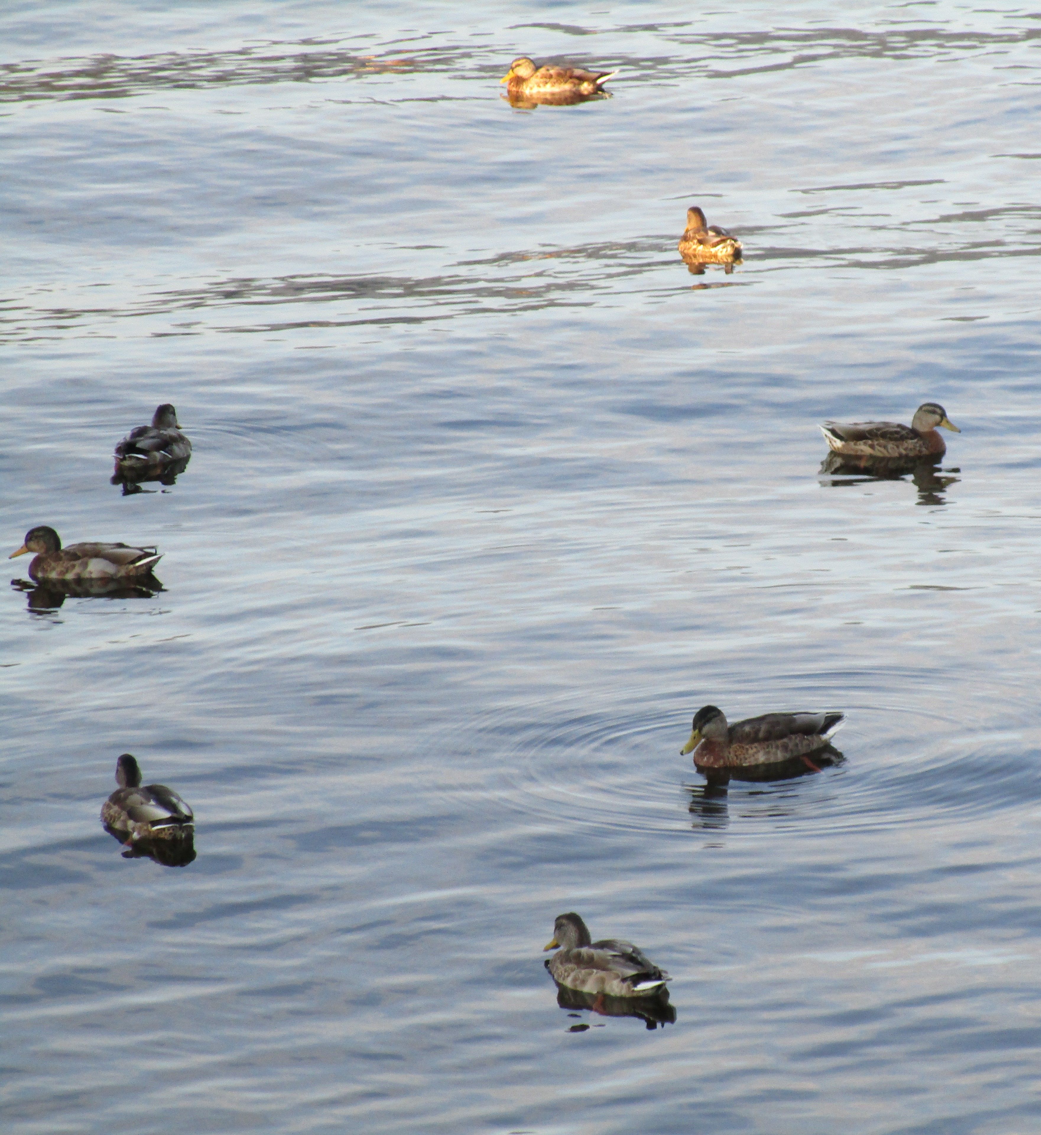 Ducks on the water, free photos, free-photos.com