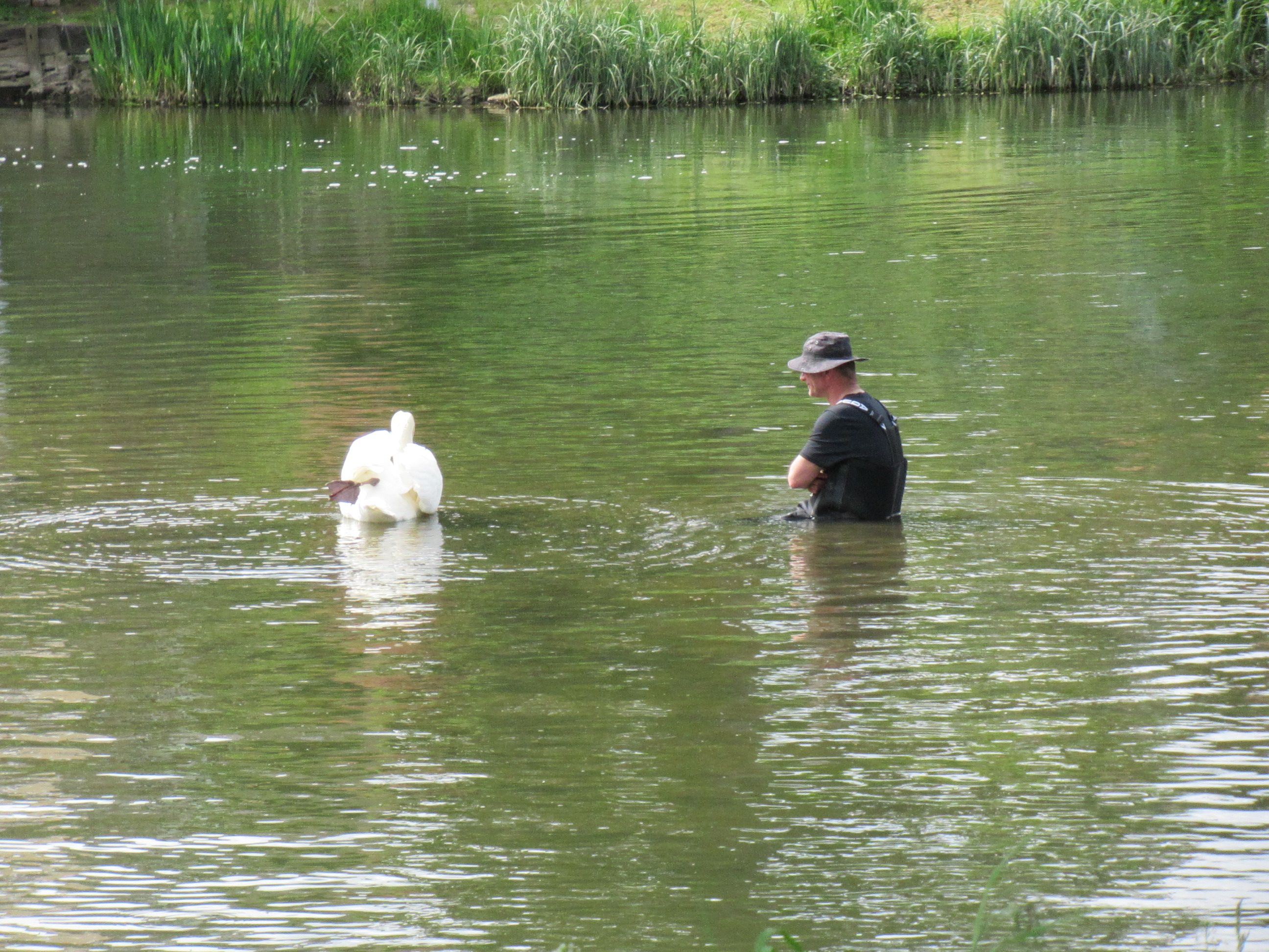 L'homme et le cygne dans l'eau