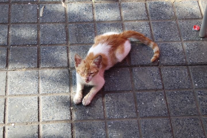 D'un chaton fatigué allongé