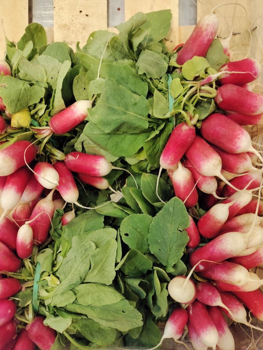 Fanes de radis roses