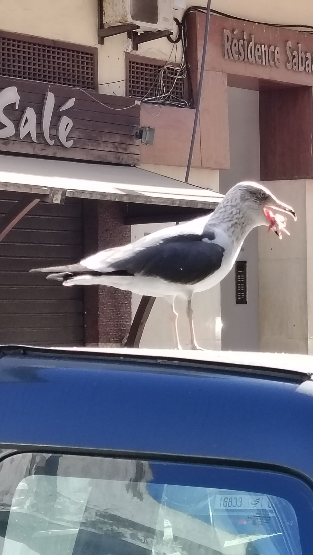 Oiseau tenant de la nourriture dans son bec, photo gratuite