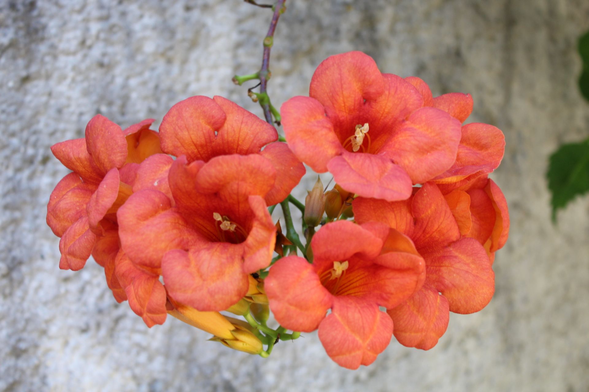 Trompette de Virginie, Campsis radicans