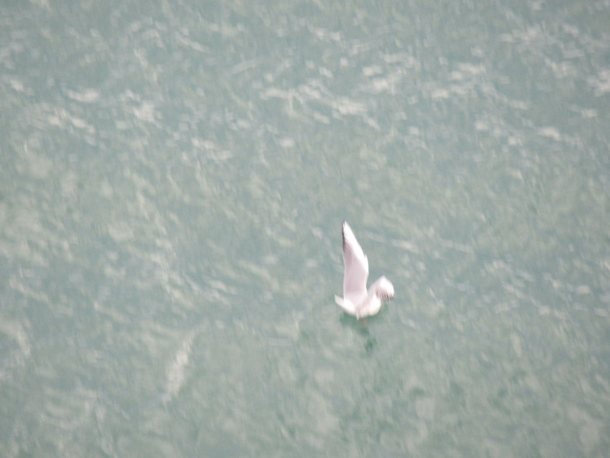 Oiseau flottant sur l'eau photo gratuite