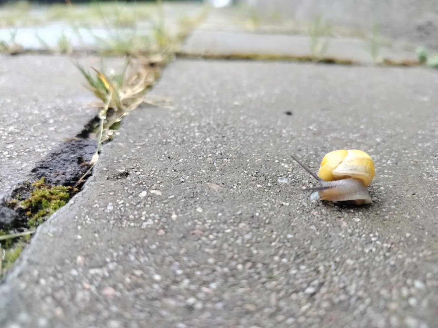 Escargot photo gratuite