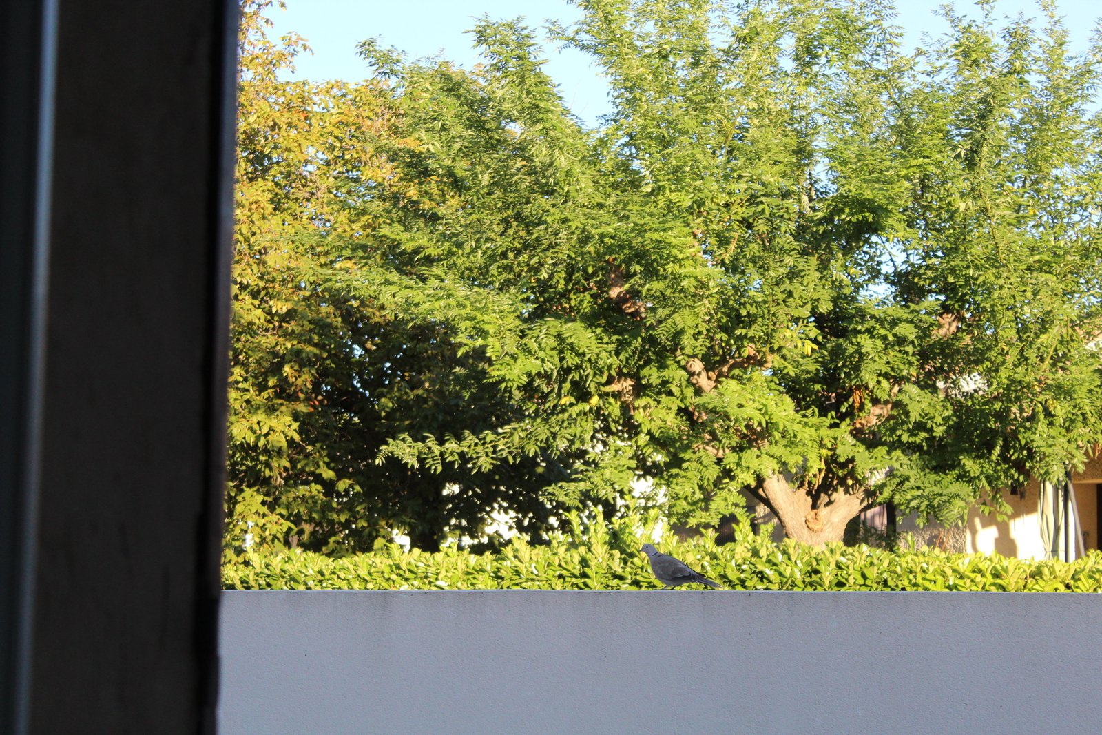 Un arbre, photo gratuite