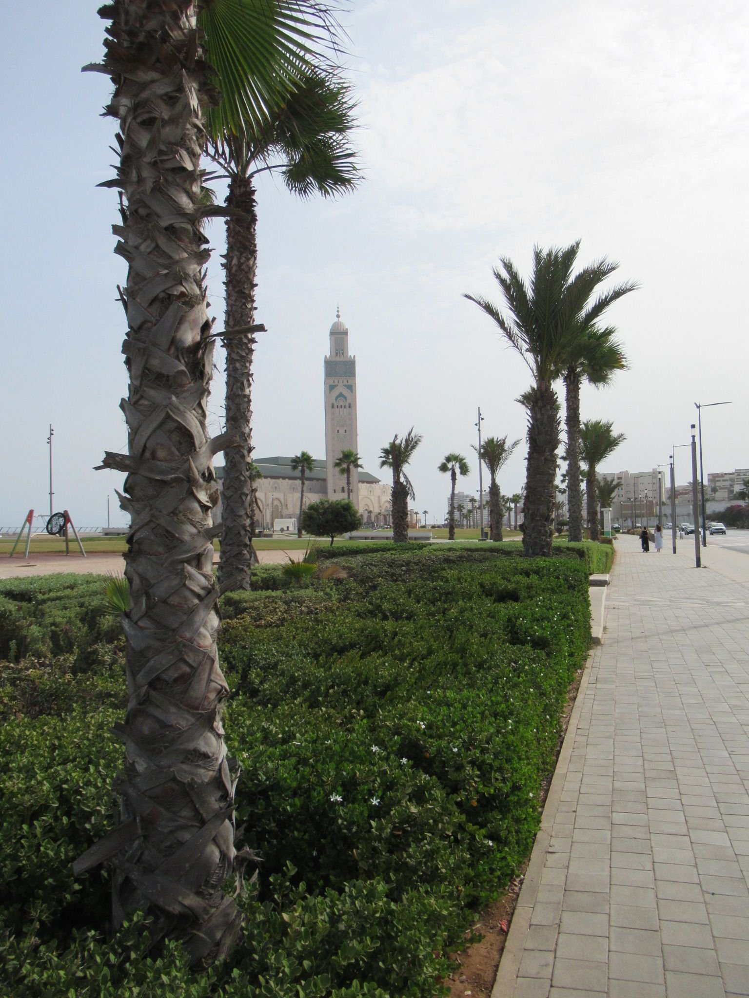 Alignement de palmiers sur une route de Casablanca