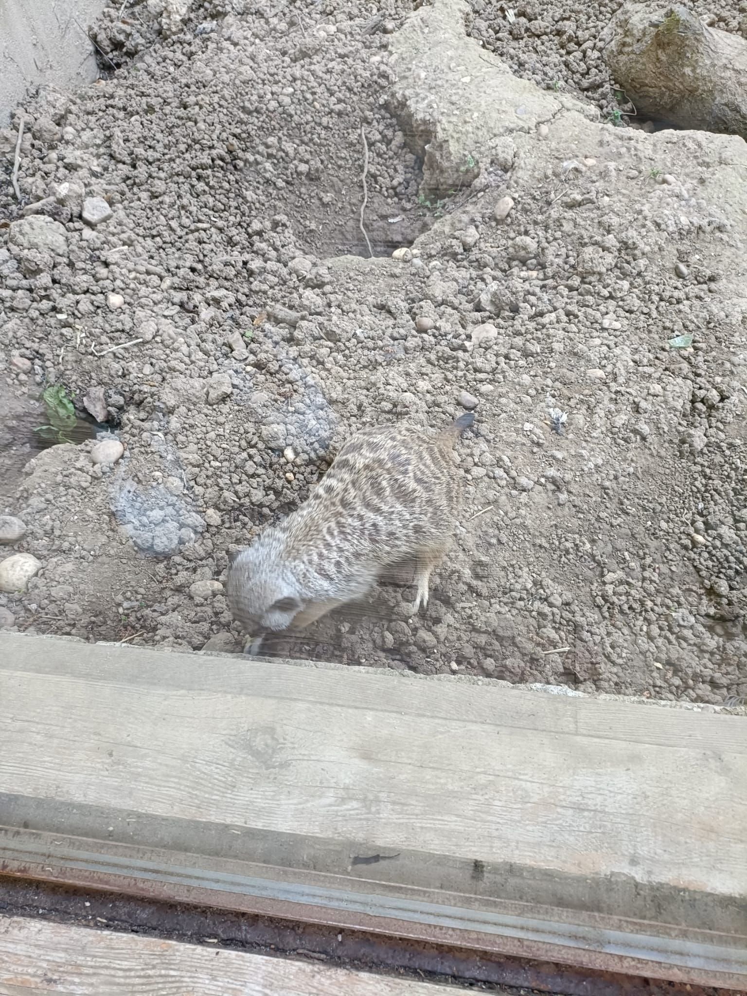 Suricate, Zoo d'Amneville, Lorraine, Moselle, photo gratuite