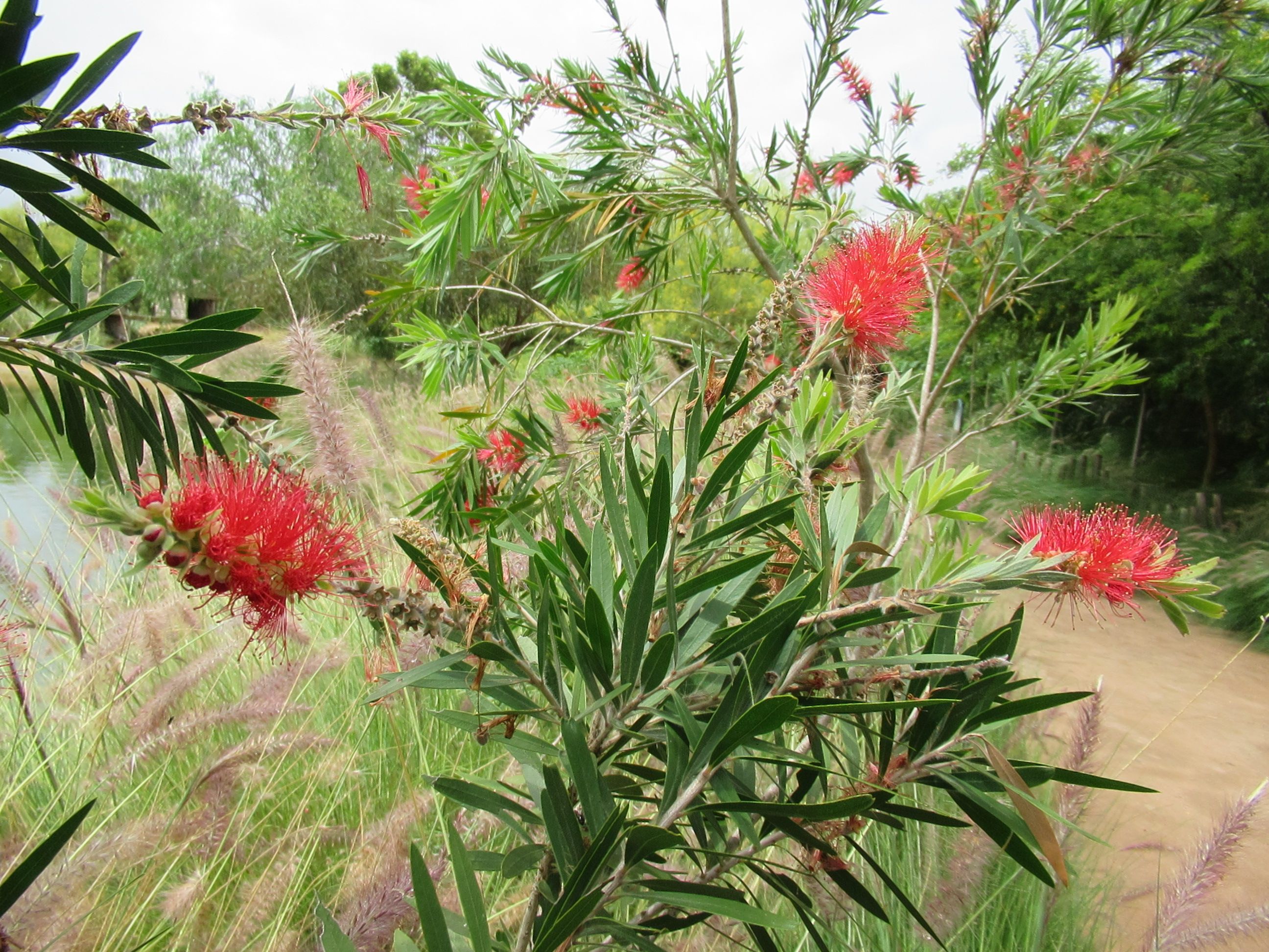 Plante de callistemons