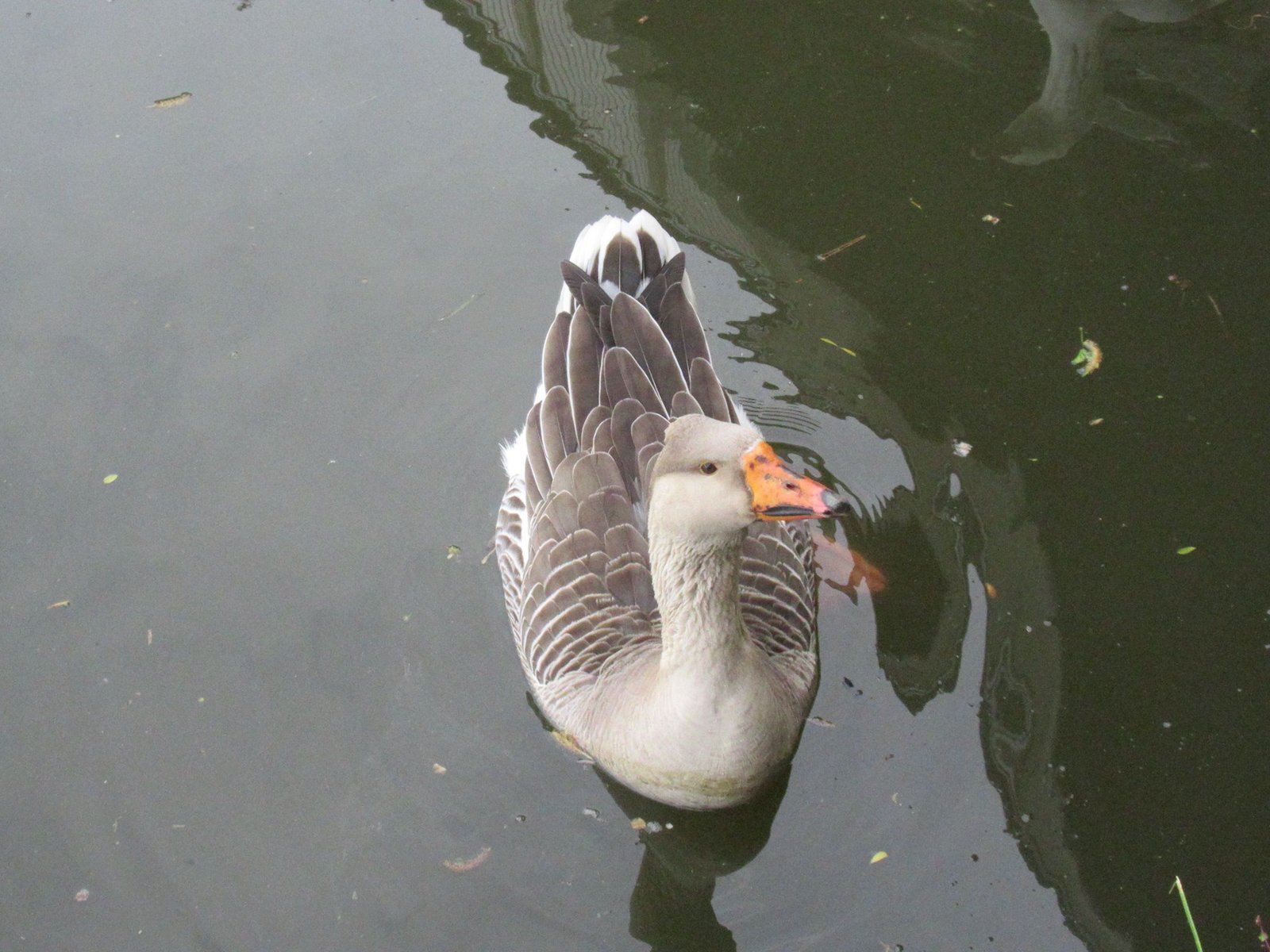 Oie d'égypte, ouette