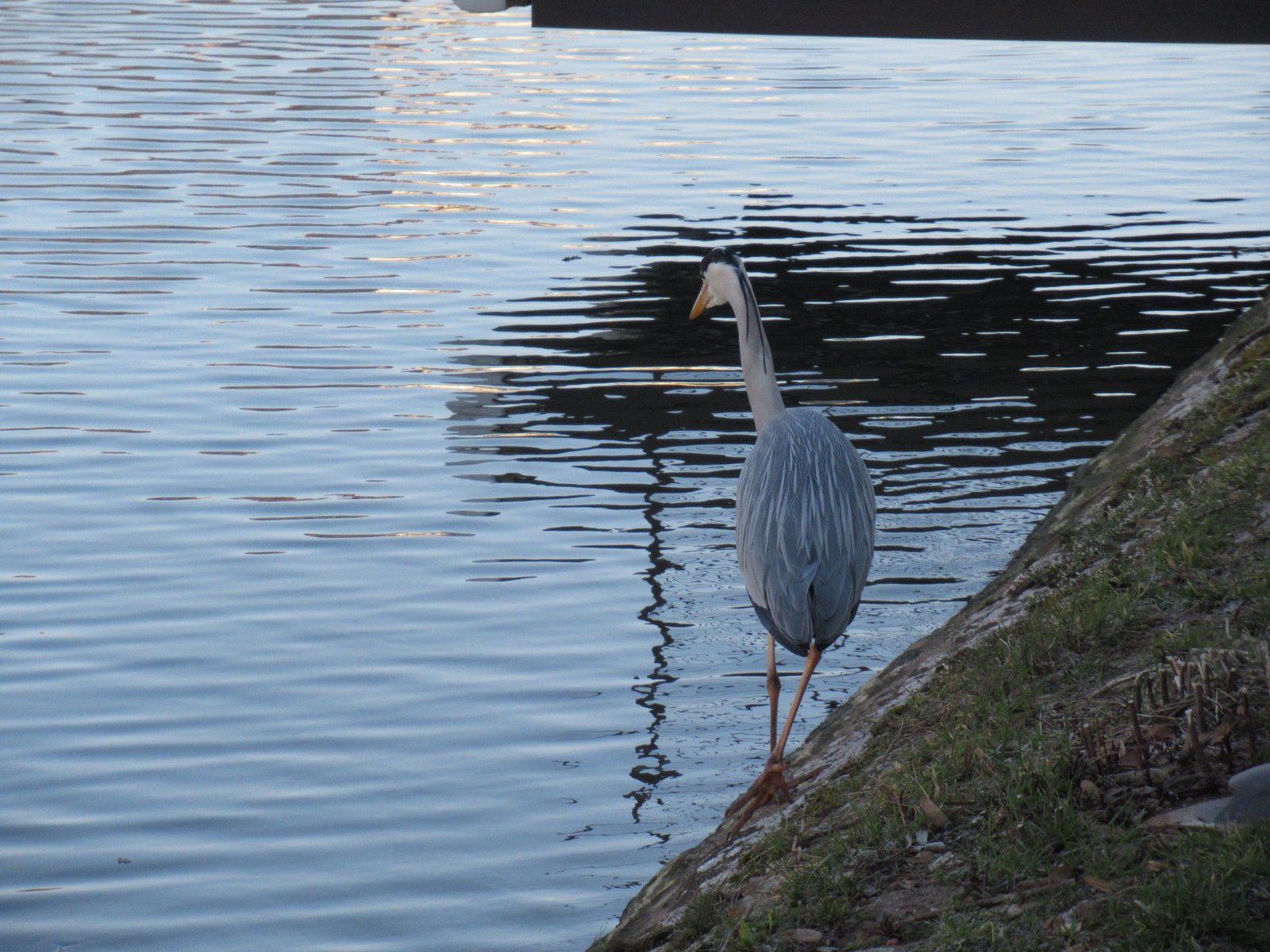 Échassier au bord de l'eau