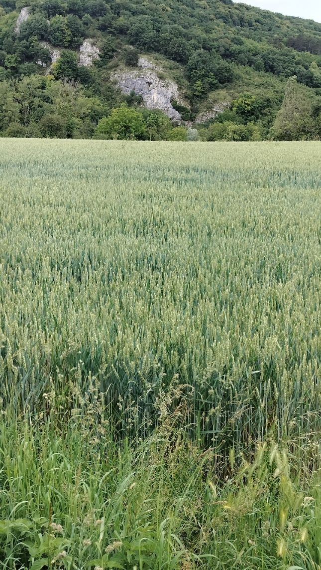 Paysage verdoyant, des herbes, photo gratuite