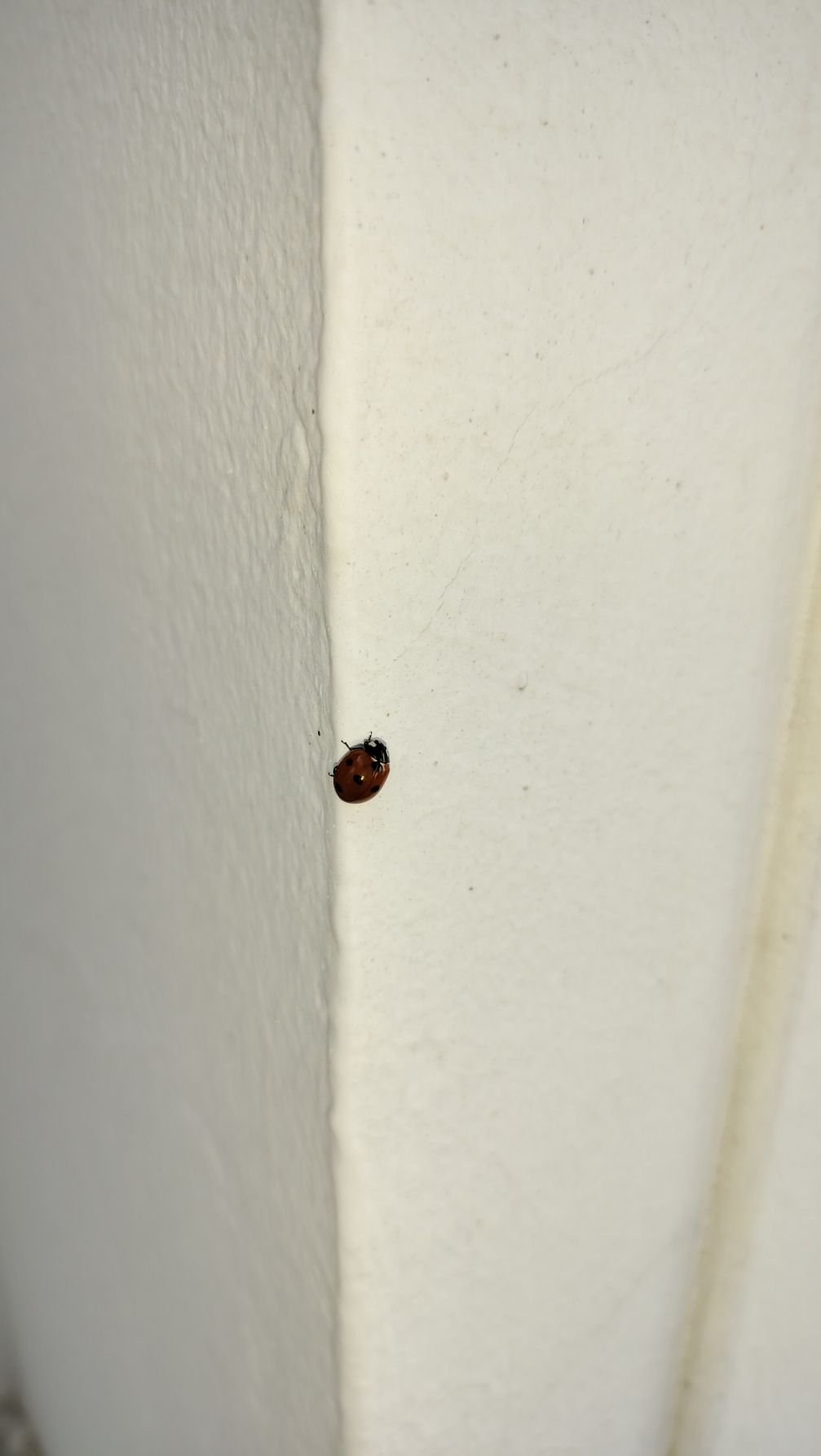 Coccinelle posée sur un mur, photo gratuite