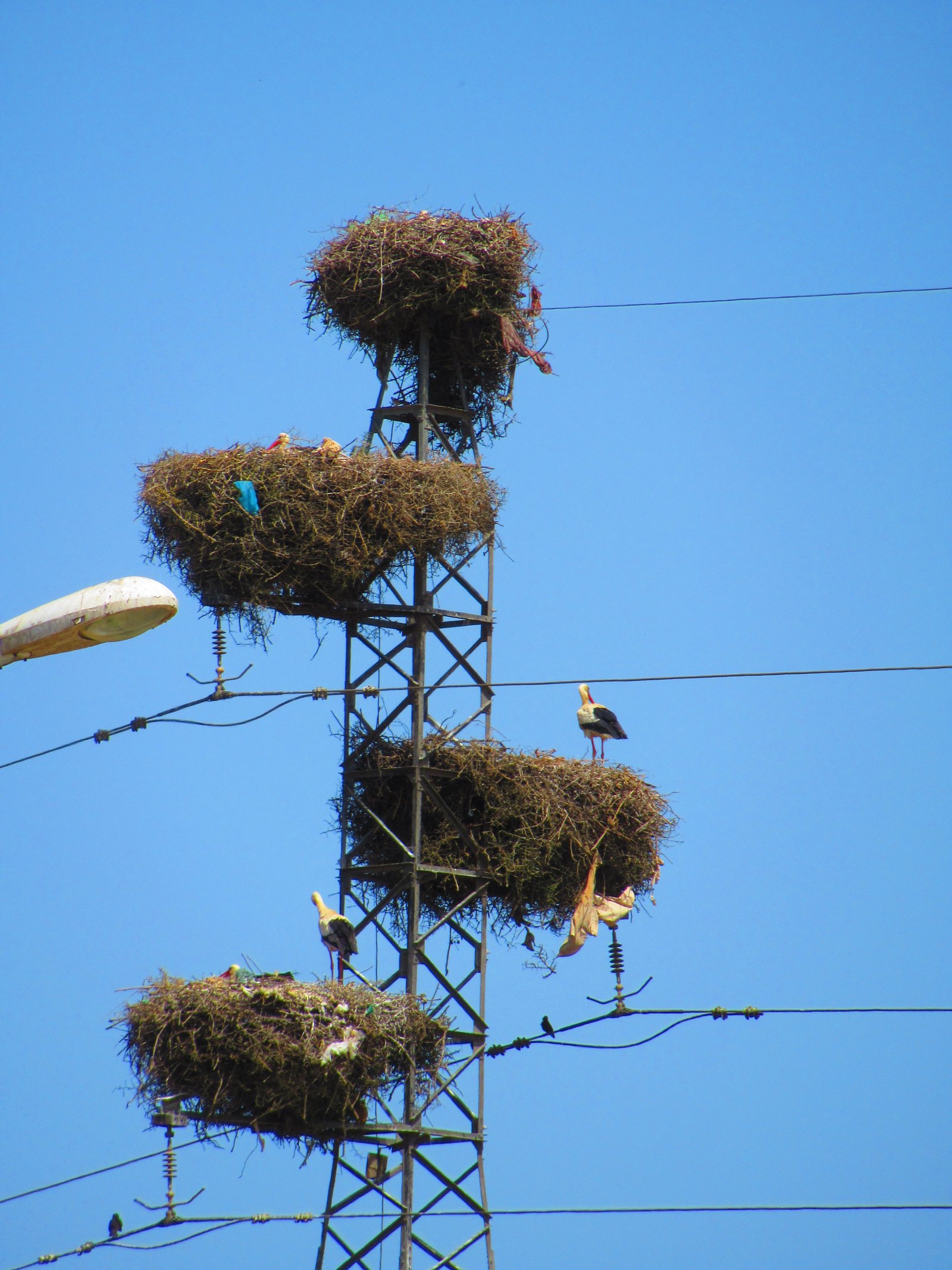 Nids de cigognes en haut d’un pylône électrique