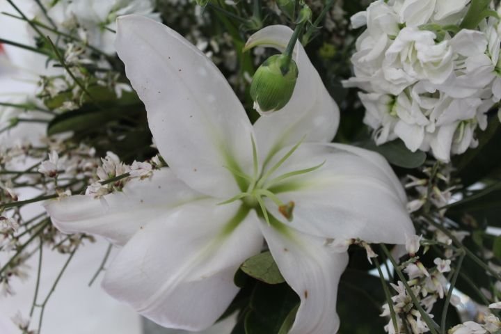 Fleur de Lys de Pâques, photo gratuite