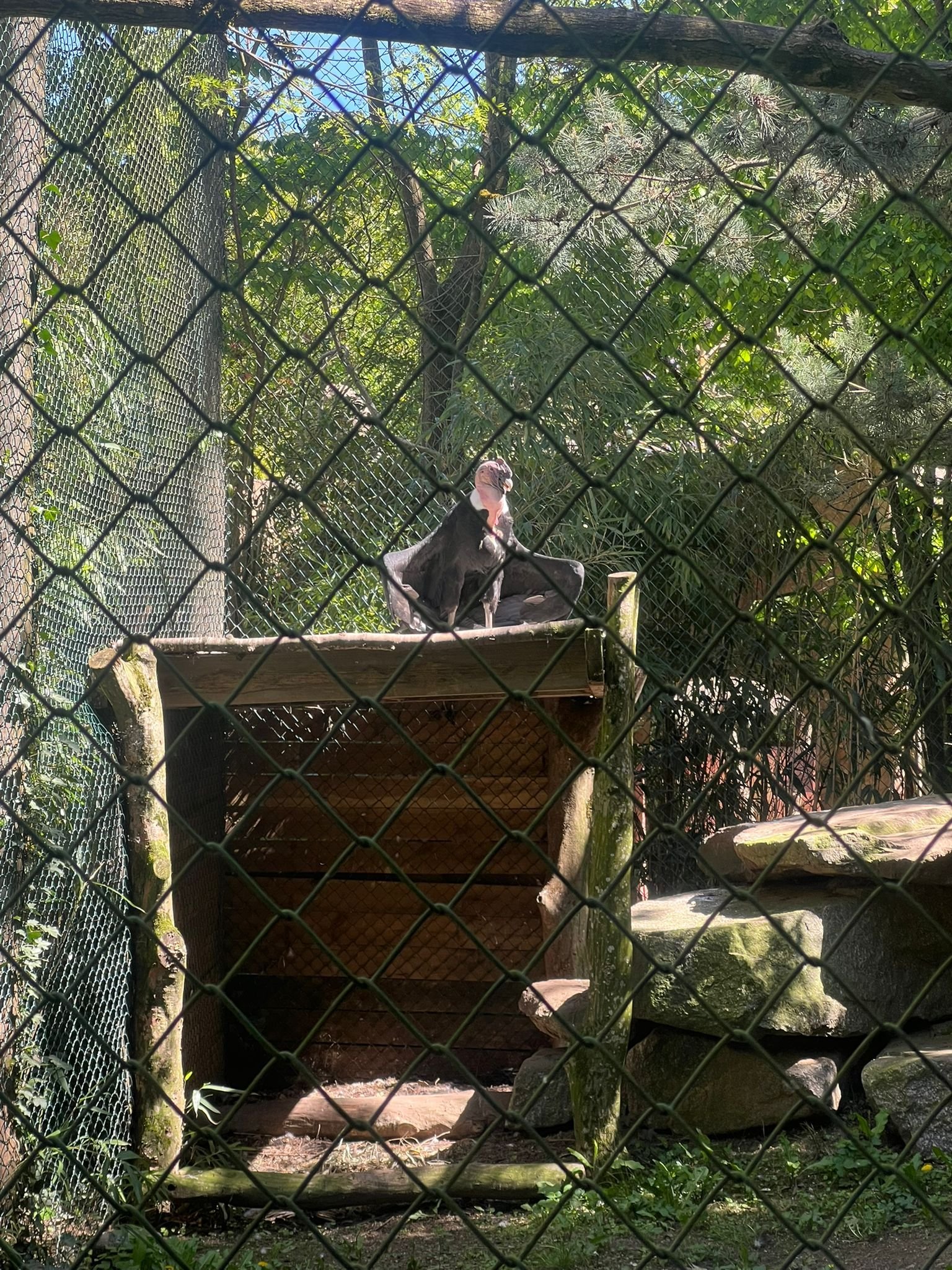 Condor des Andes perché dans son enclos, photo gratuite