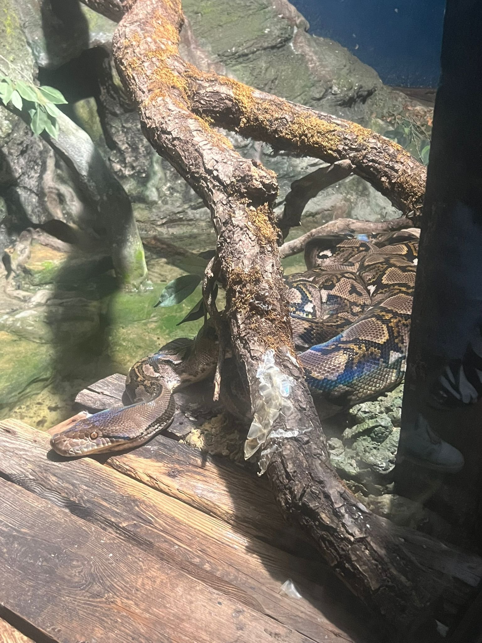 Python réticulé sous une branche, Zoo d'Amneville, Moselle, Lorraine, photo gratuite