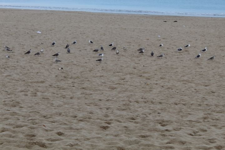 Mouettes sur une plage sablonneuse avec la mer en arrière-plan photo gratuite