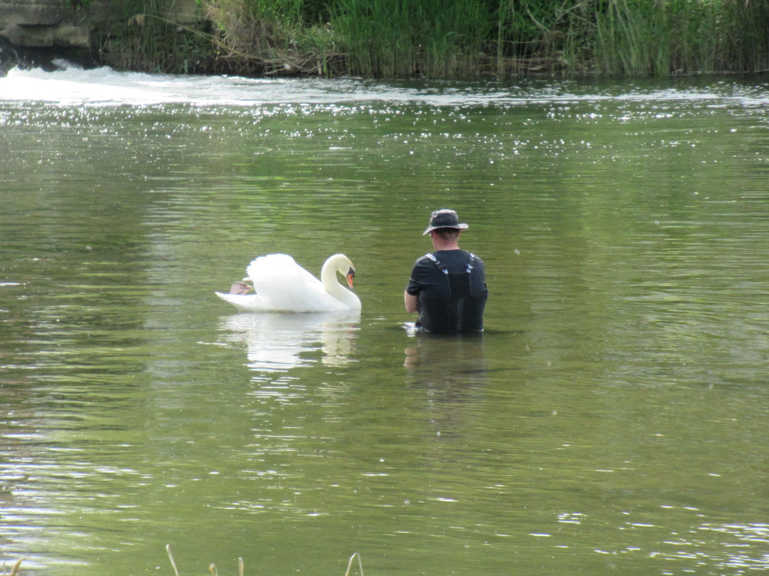 L'homme et le cygne dans l'eau