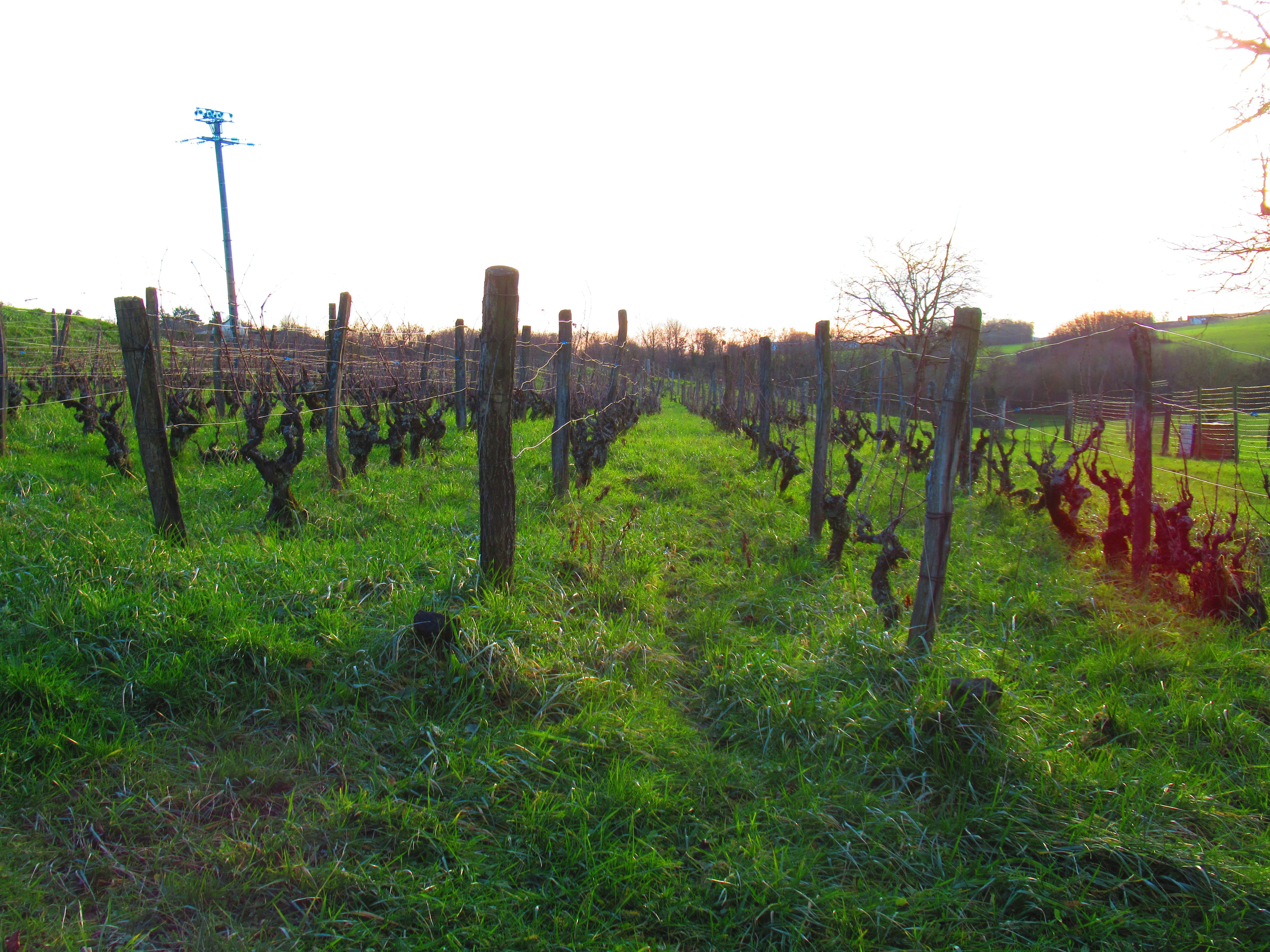 free photo Vineyard at Passenans in the hills of Jura France, agriculture, grape and wine production.