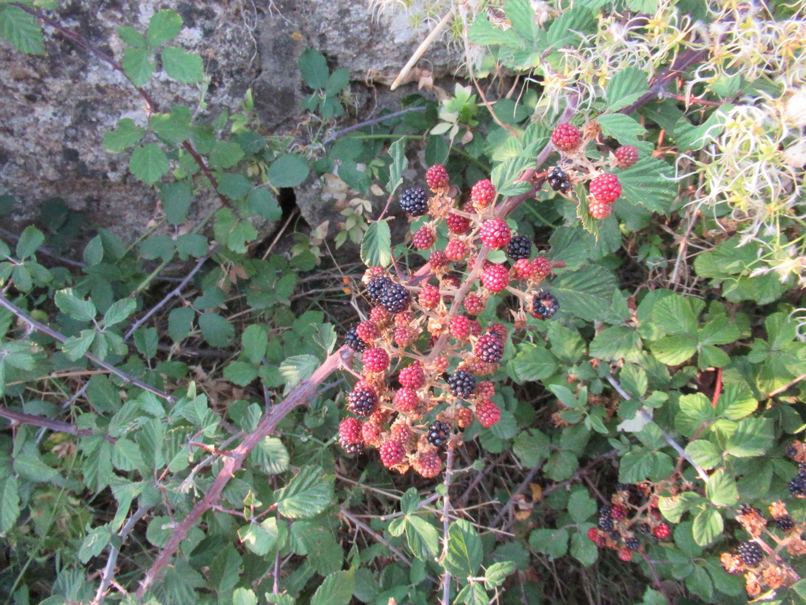 Des mûres, les fruits de la ronce, photo gratuite