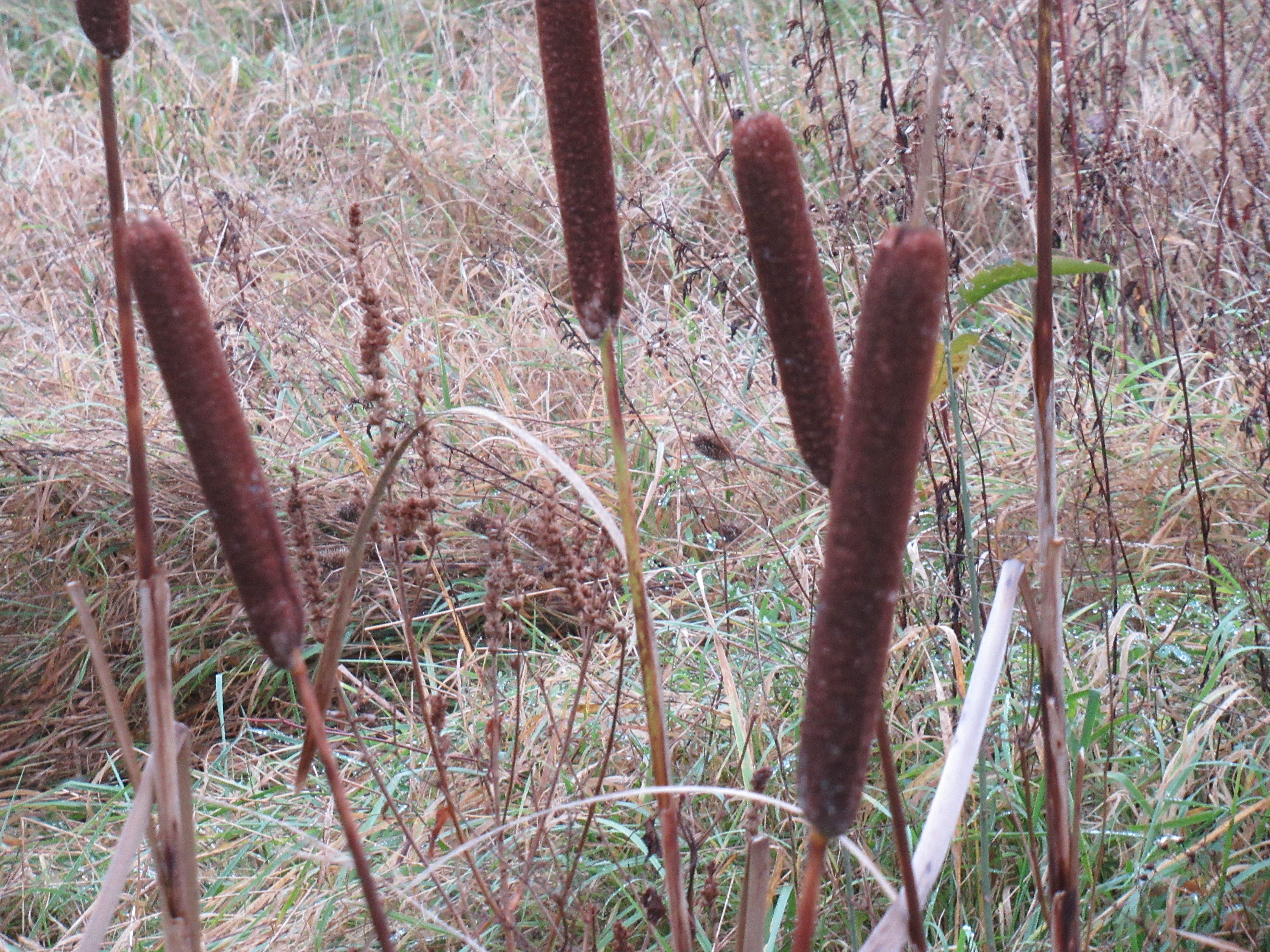 Reeds, nature free photo - Juncos, naturaleza, foto gratis