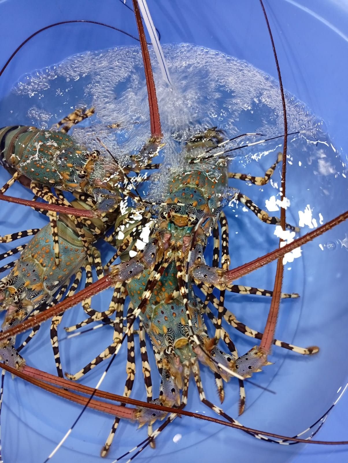 Des langoustes, Vietnam, photo gratuite
